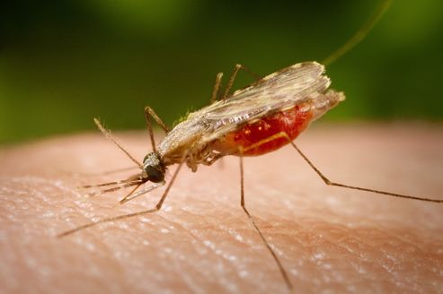 Santé Vietnam :  le paludisme est un danger ?