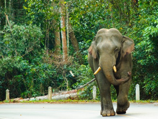 Elephant dans le Parc national de Khao Yai