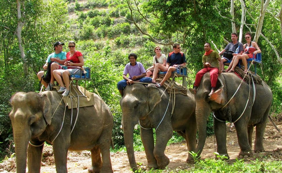 Fin aux promenades à dos d'éléphant pour le tourisme au parc national de Yon Don, Vietnam