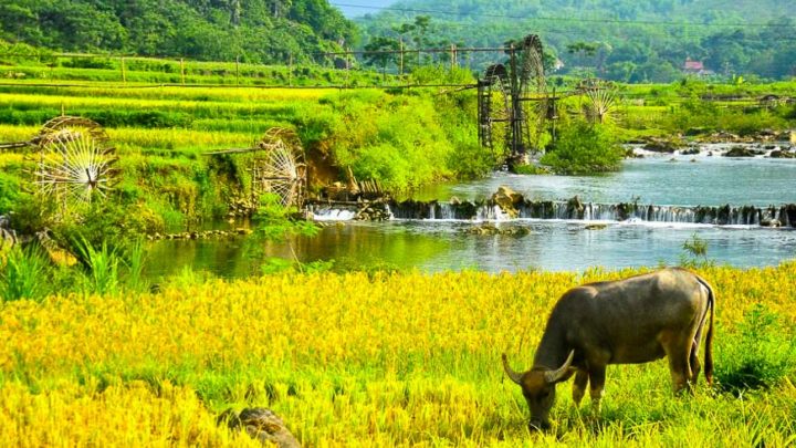 La réserve naturelle de Pu Luong – un site incontournable du Nord